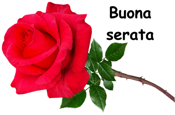 rose rosse spinose e grandi petali fioriti
